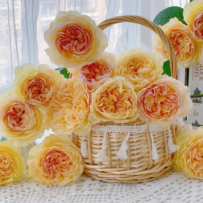 Rikuhotaru Japanese Florist Shrub Rose