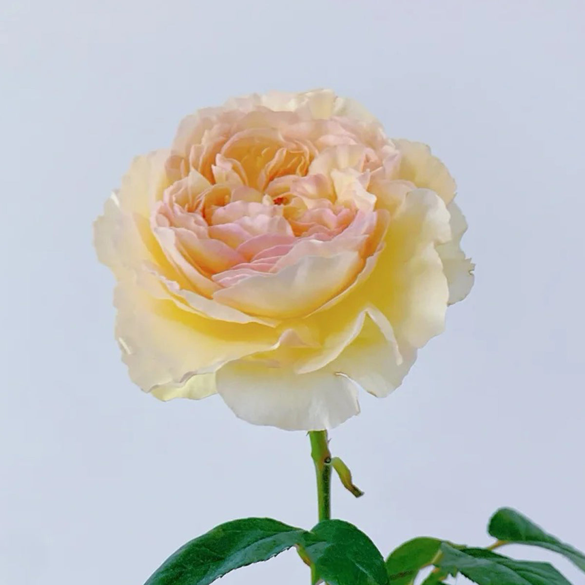 Rikuhotaru Japanese Florist Shrub Rose