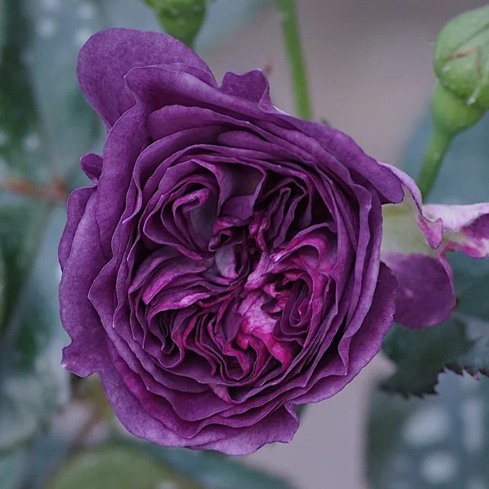 Rinaldo Japanese Florist Shrub Rose – Highgarden Roses