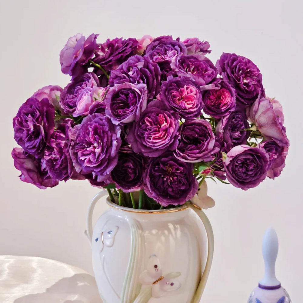 Rose Garden ボレロ Rose Garden Bolero by Baby, the Stars Shine Bright