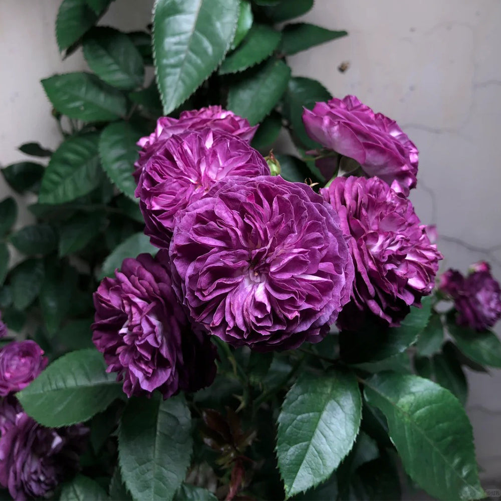 Rinaldo Japanese Florist Shrub Rose – Highgarden Roses