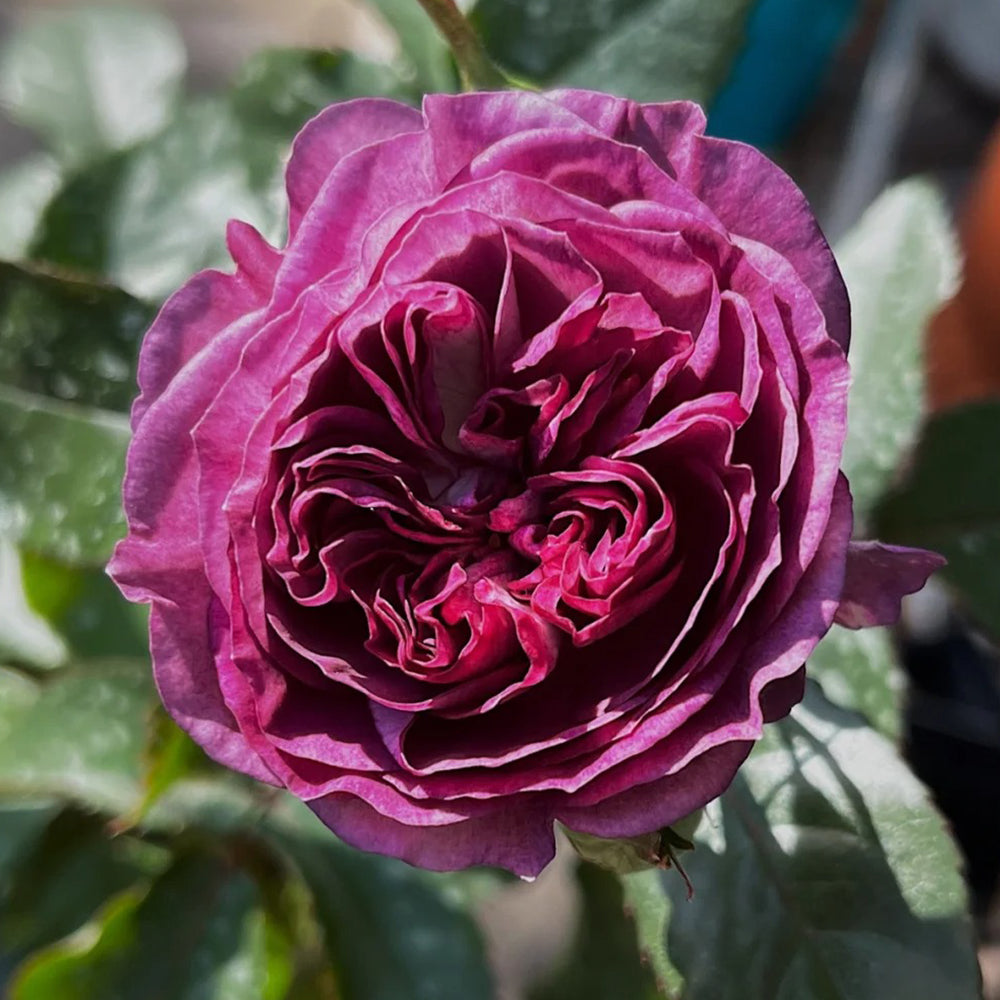 ROSE☆ Rinaldo Japanese Florist Shrub Rose – Highgarden Roses