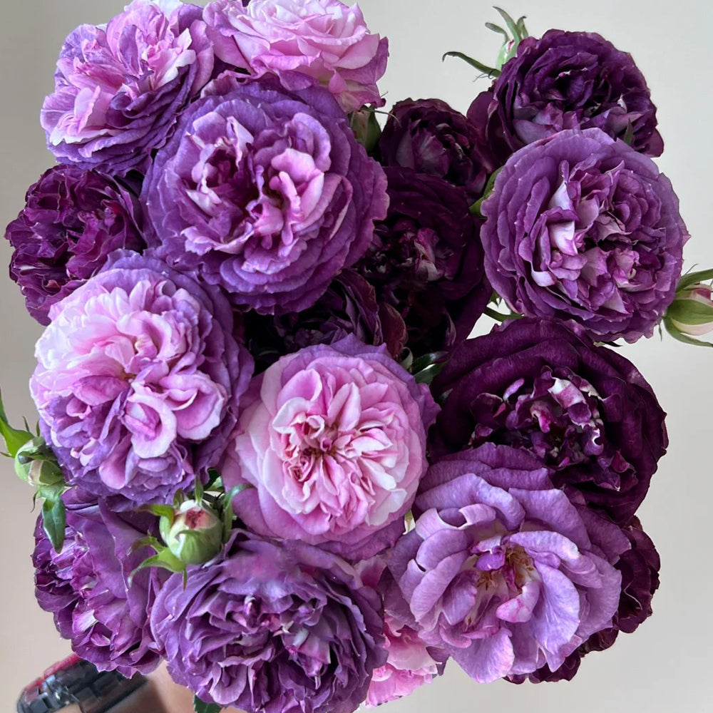Rinaldo Japanese Florist Shrub Rose – Highgarden Roses