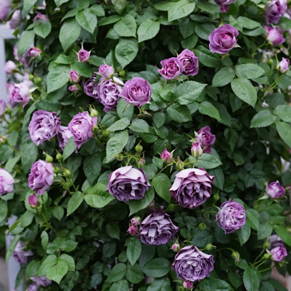 Rose Garden ボレロ Rose Garden Bolero by Baby, the Stars Shine Bright