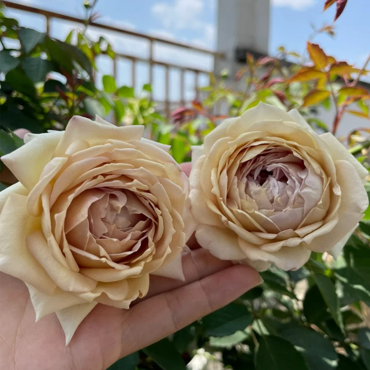 ROSE☆ROSE Robe Doll Japanese Florist Shrub Rose – Highgarden Roses