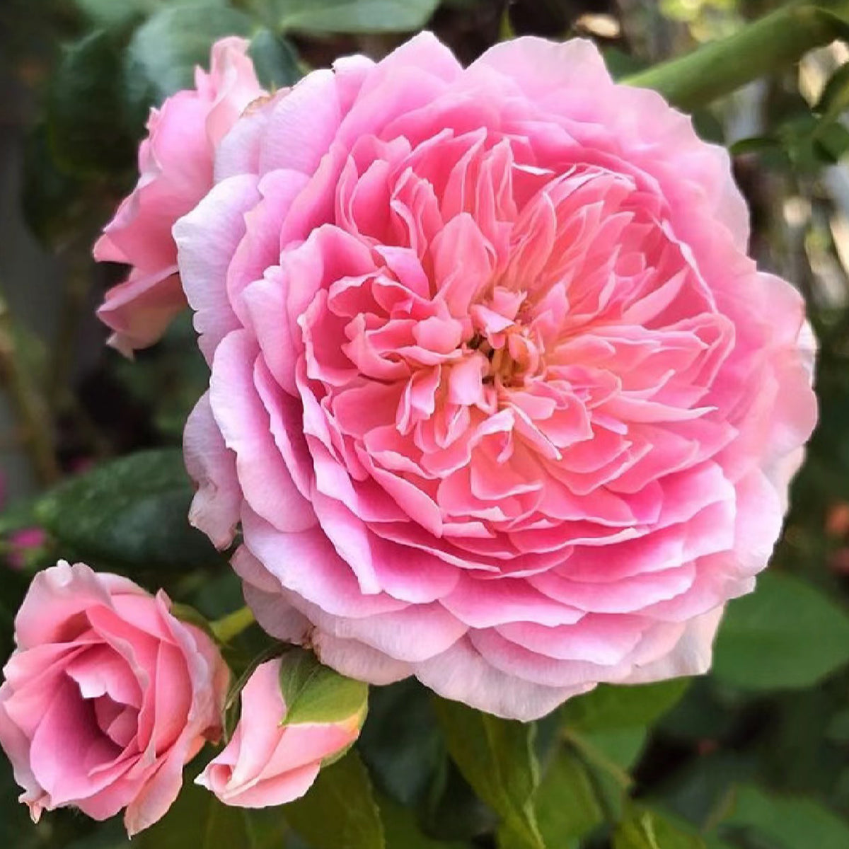 Robe a la Francaise Japanese Garden Shrub Rose – Highgarden Roses