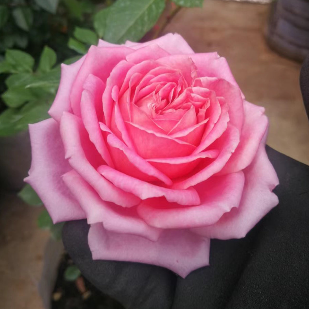 Robe a la Francaise Japanese Garden Shrub Rose – Highgarden Roses