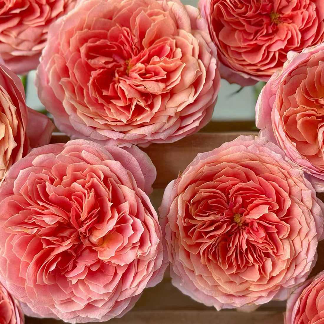 Romantic Antike German Florist Shrub Rose