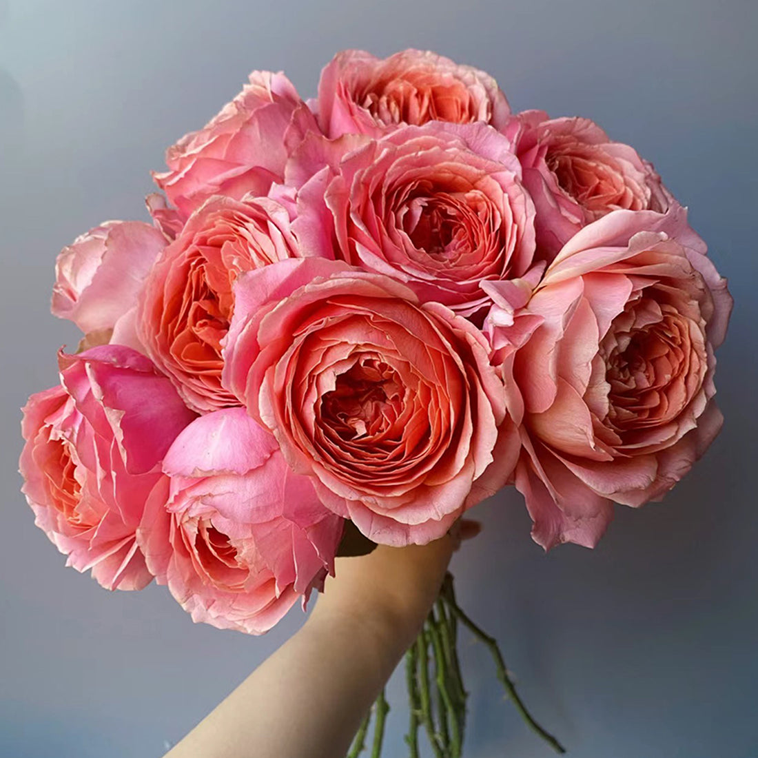 Romantic Antike German Florist Shrub Rose