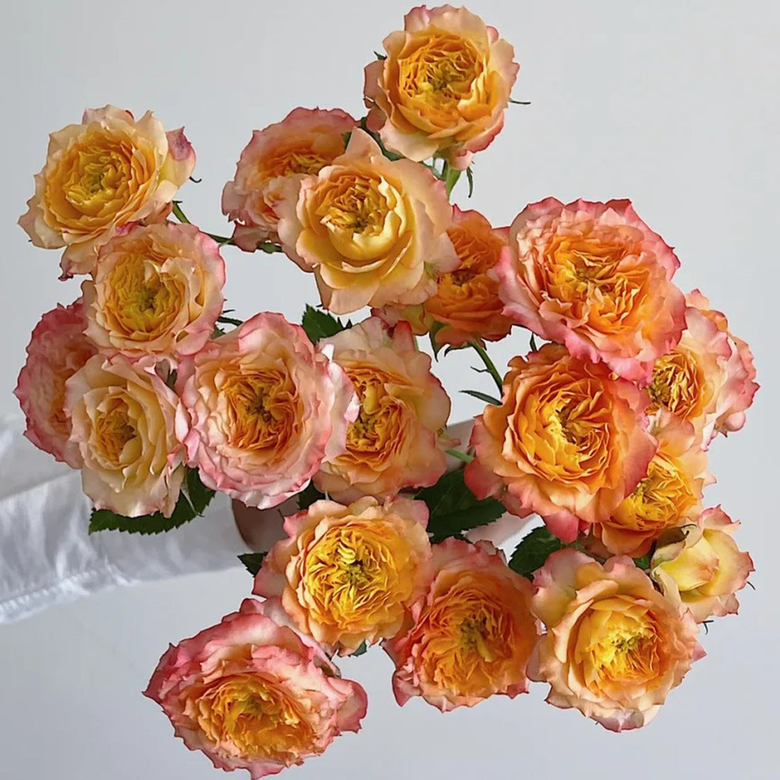 Romantic Rose Veil French Florist Shrub Rose
