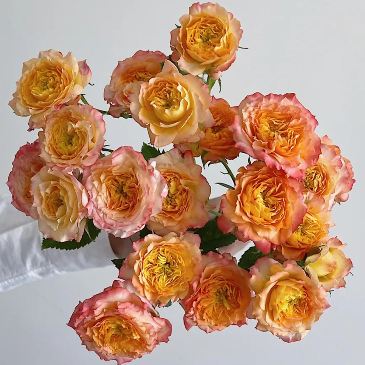 Romantic Rose Veil French Florist Shrub Rose