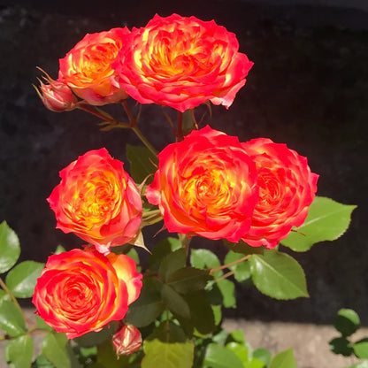 Romantic Rose Veil French Florist Shrub Rose
