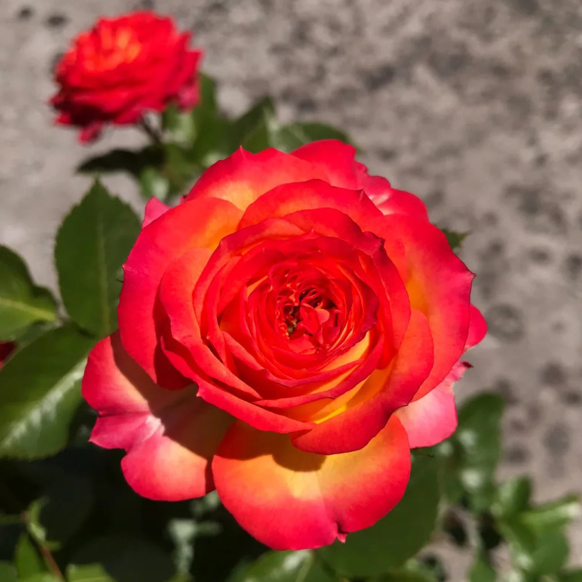 Romantic Rose Veil French Florist Shrub Rose