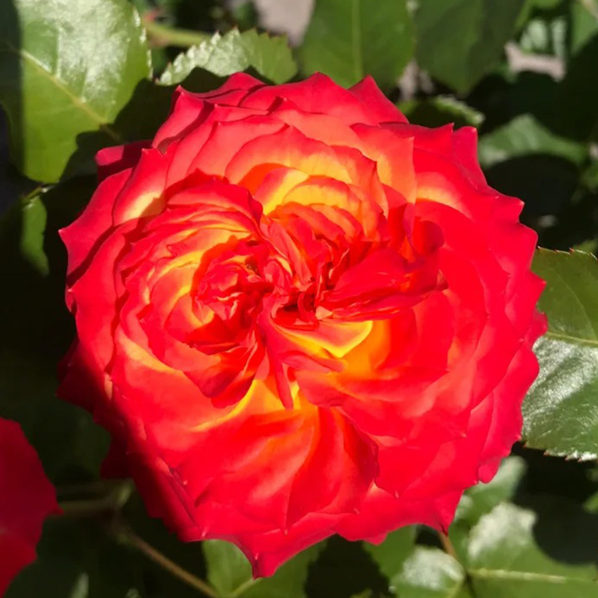 Romantic Rose Veil French Florist Shrub Rose