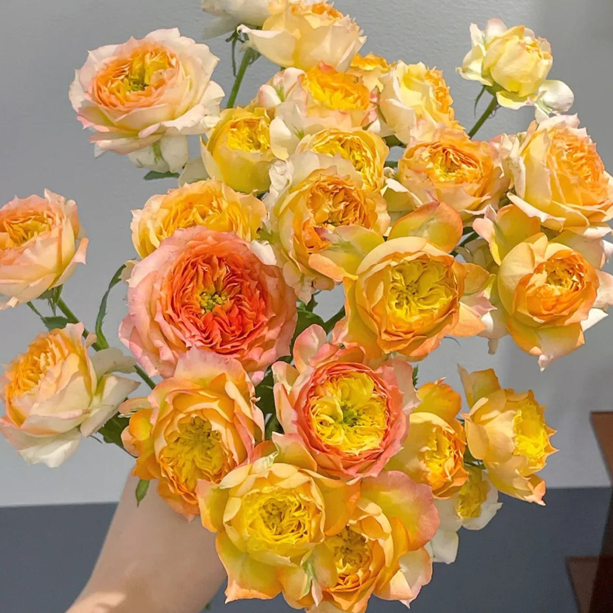 Romantic Rose Veil French Florist Shrub Rose