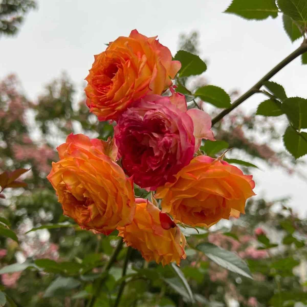 Romantic Rose Veil French Florist Shrub Rose