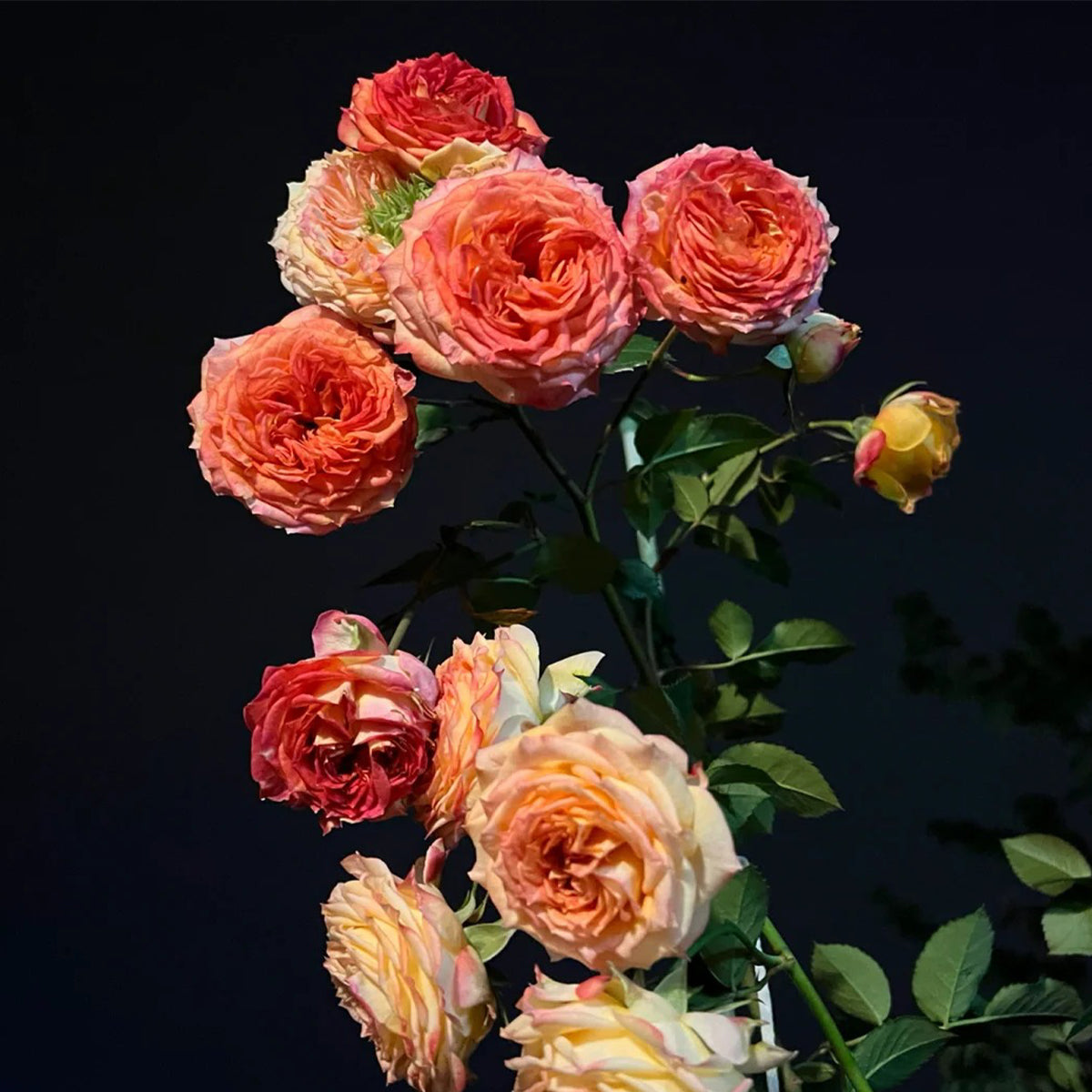 Romantic Rose Veil French Florist Shrub Rose