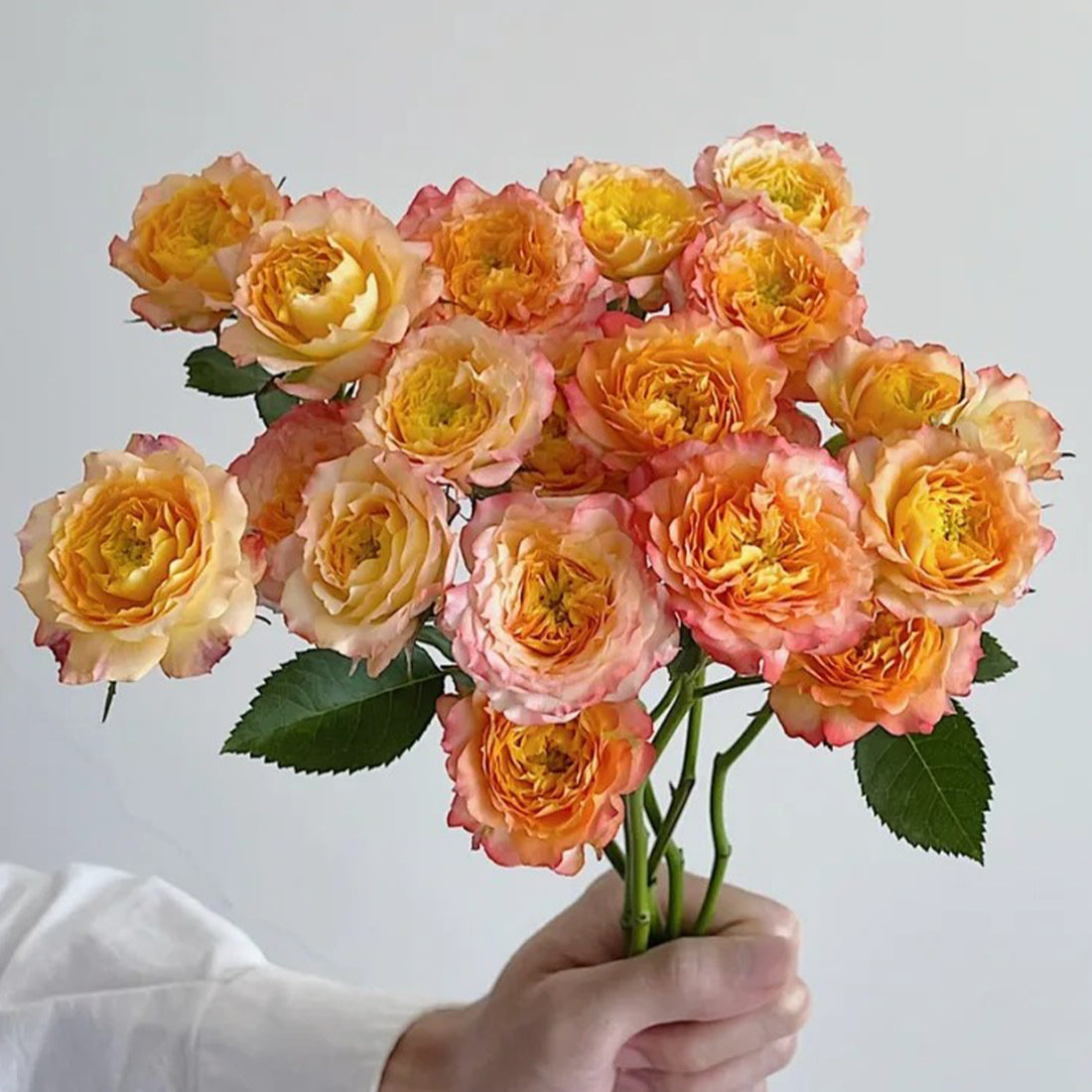 Romantic Rose Veil French Florist Shrub Rose