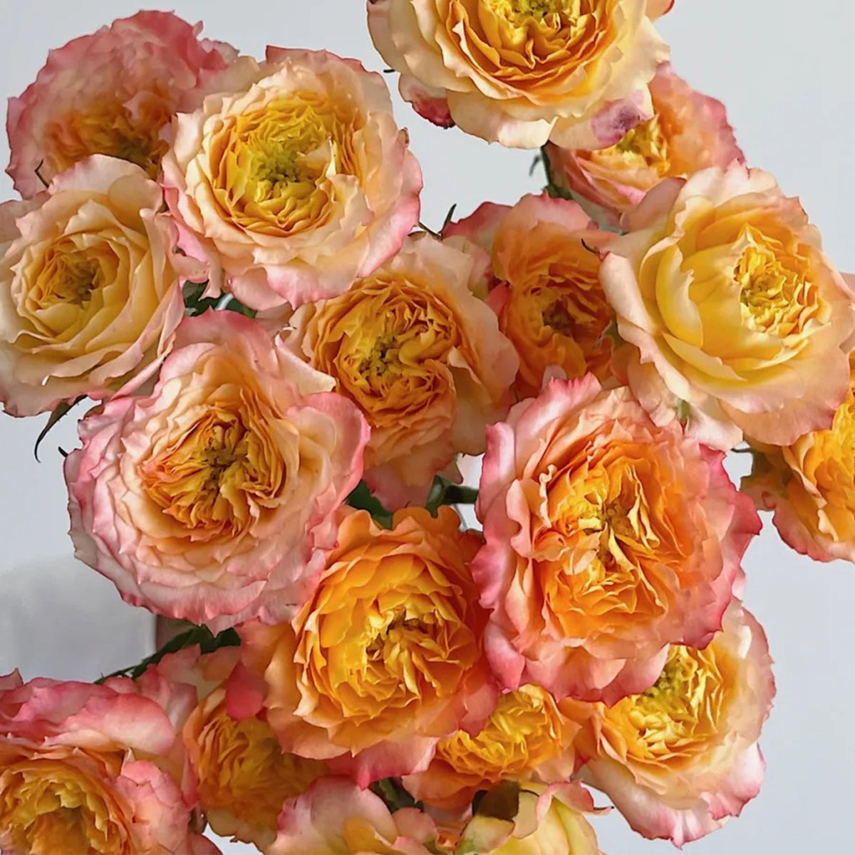 Romantic Rose Veil French Florist Shrub Rose