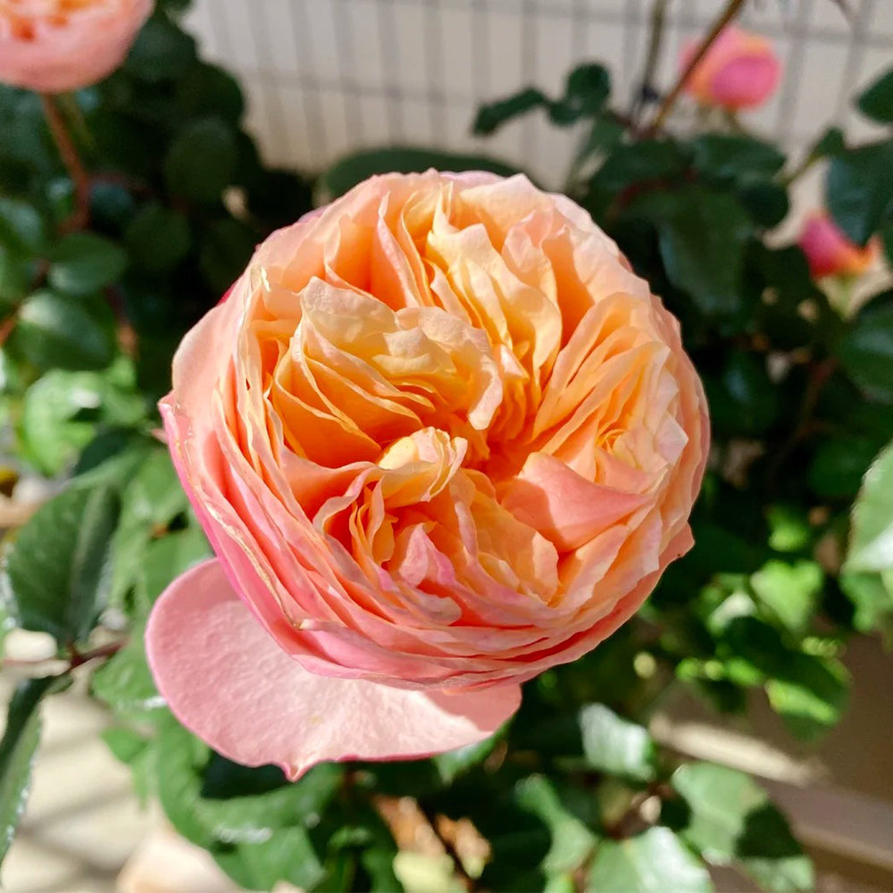 Romantic Vuvuzela Dutch Florist Shrub Rose – Highgarden Roses