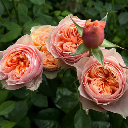 Romantic Vuvuzela Netherlands Florist Shrub Rose