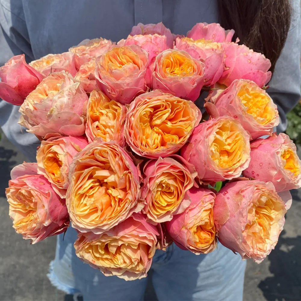 Romantic Vuvuzela Dutch Florist Shrub Rose – Highgarden Roses
