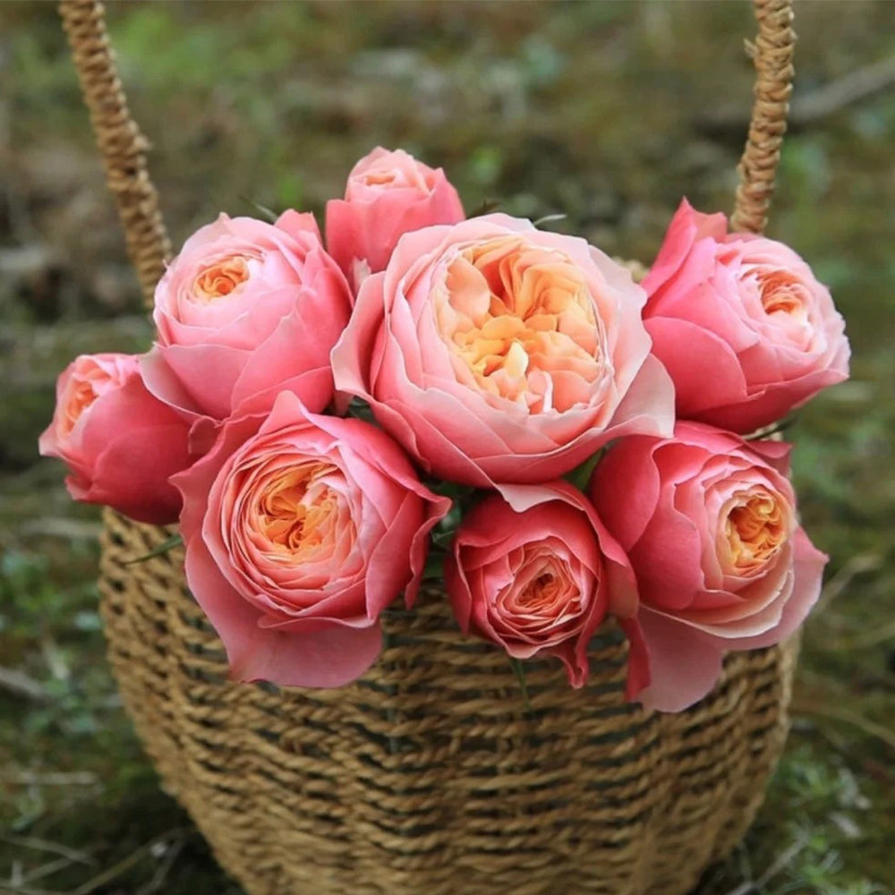 Romantic Vuvuzela Dutch Florist Shrub Rose – Highgarden Roses