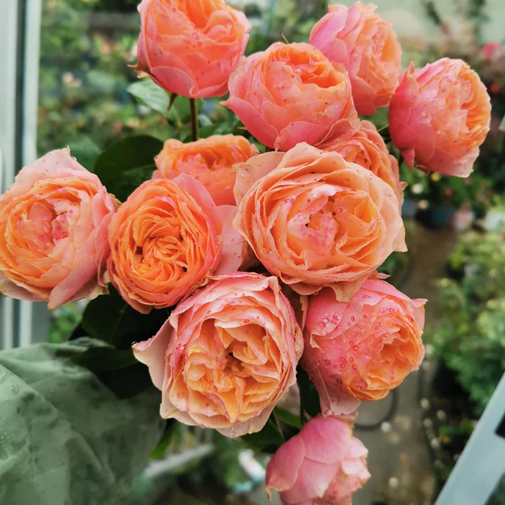 Romantic Vuvuzela Dutch Florist Shrub Rose – Highgarden Roses