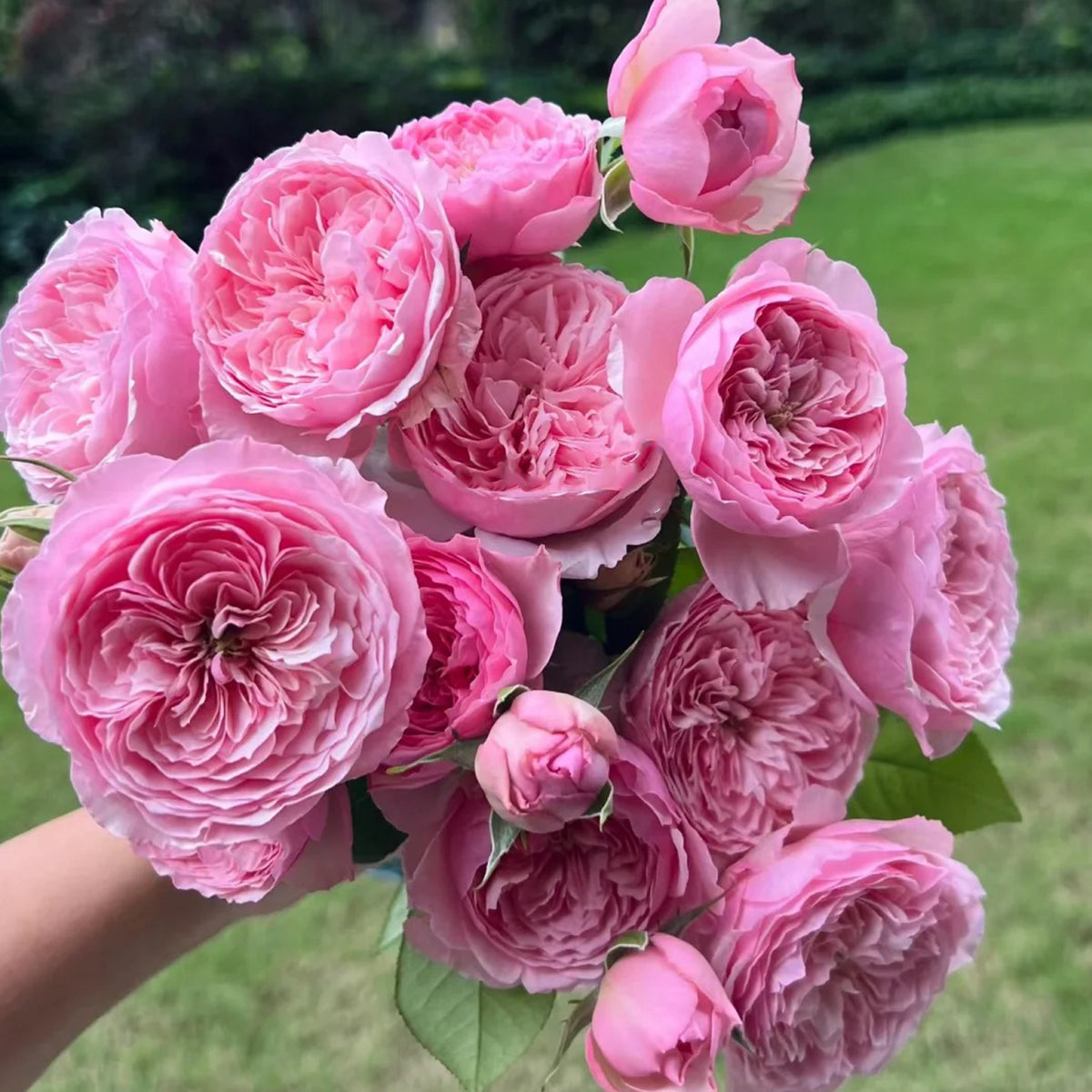 Romeo Chinese Florist Shrub Rose | Highgarden Roses | David Austin