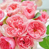 Romeo Chinese Florist Shrub Rose | Highgarden Roses | David Austin ...