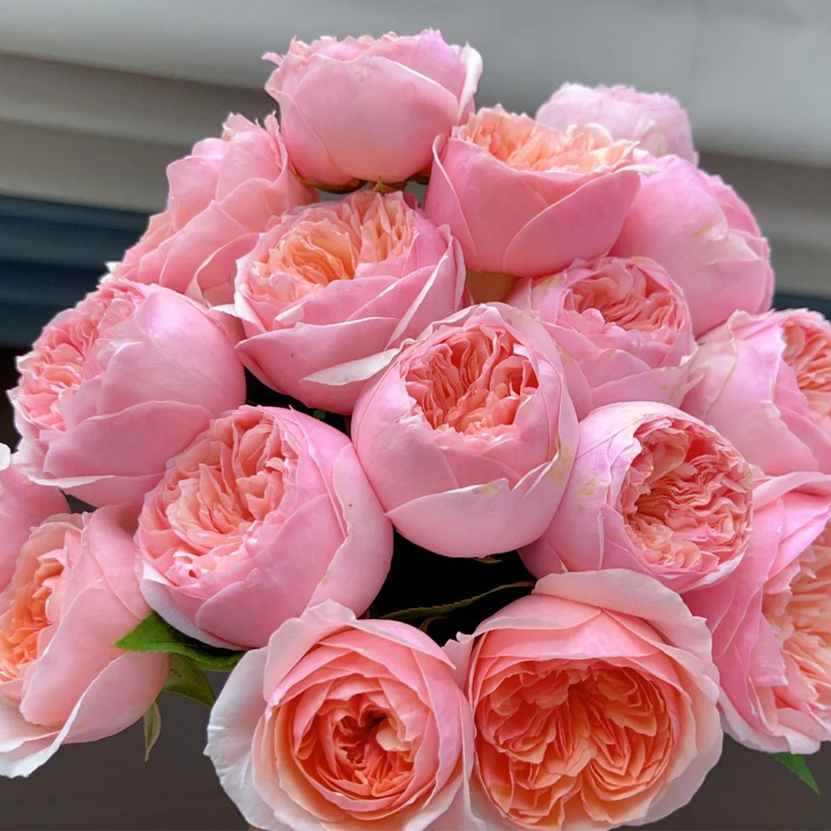 Romeo Chinese Florist Shrub Rose | Highgarden Roses | David Austin ...
