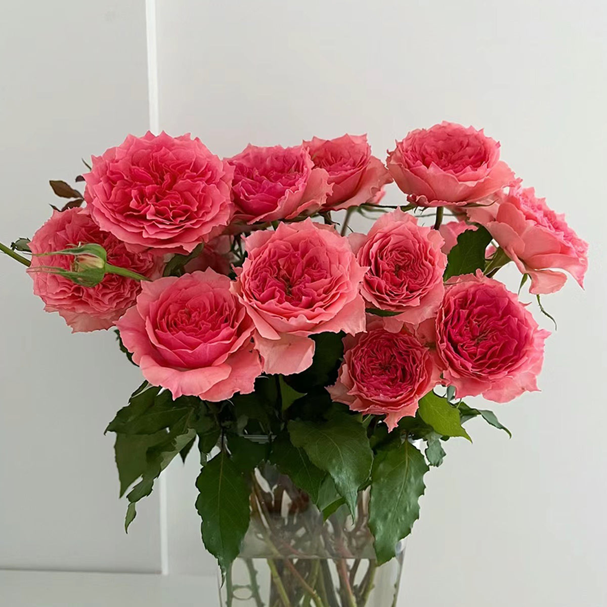 Rose Corona Japanese Florist Shrub Rose – Highgarden Roses