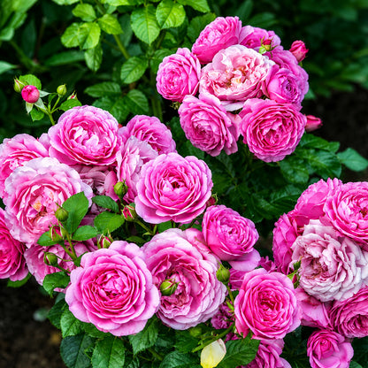 Rose Thelma French Florist Shrub Rose