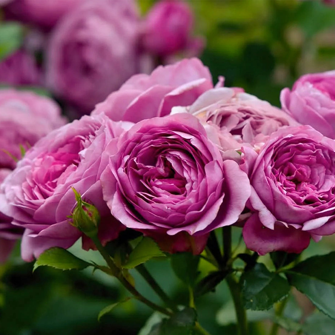 Rose Thelma French Florist Shrub Rose