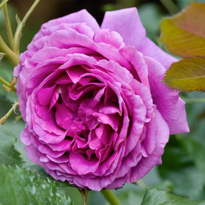 Rose Thelma French Florist Shrub Rose