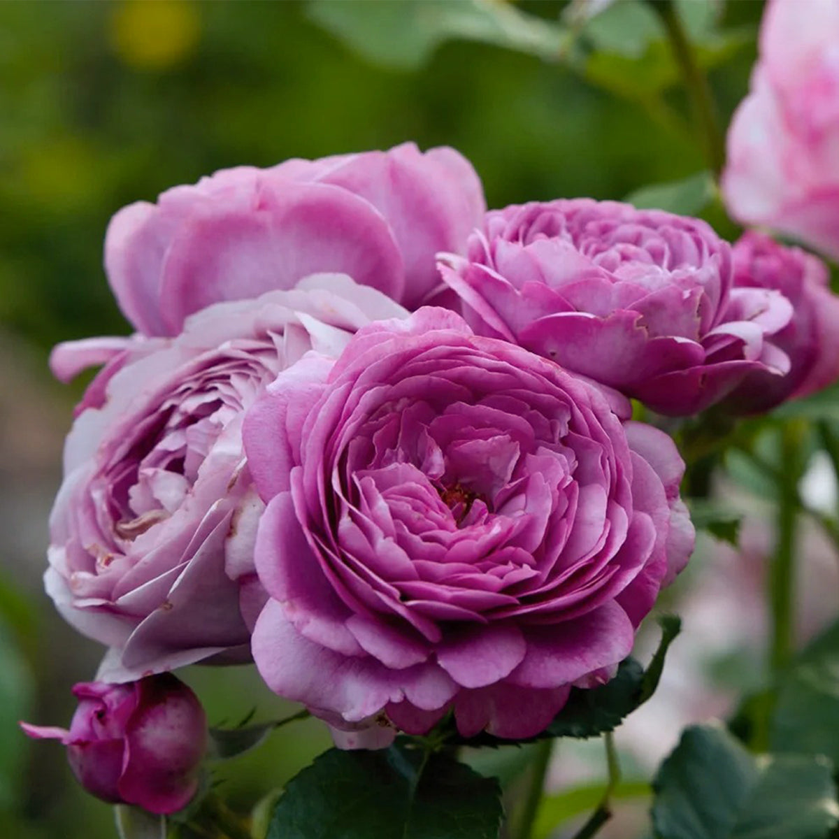 Rose Thelma French Florist Shrub Rose