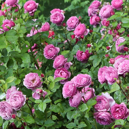 Rose Thelma French Florist Shrub Rose