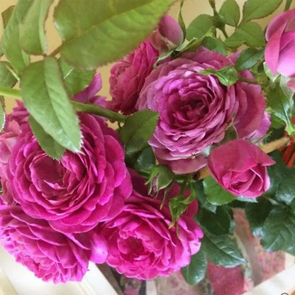 Rose Thelma French Florist Shrub Rose