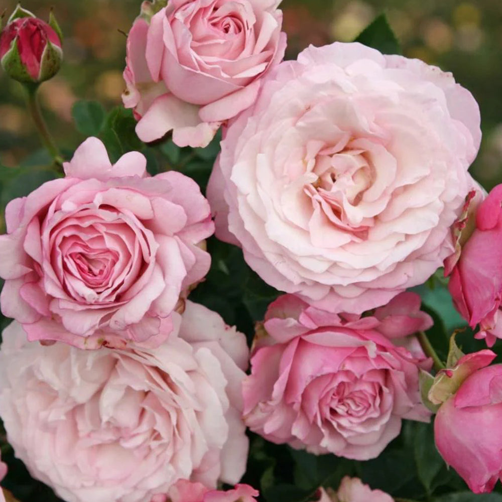 Rosenfaszination German Florist Shrub Rose