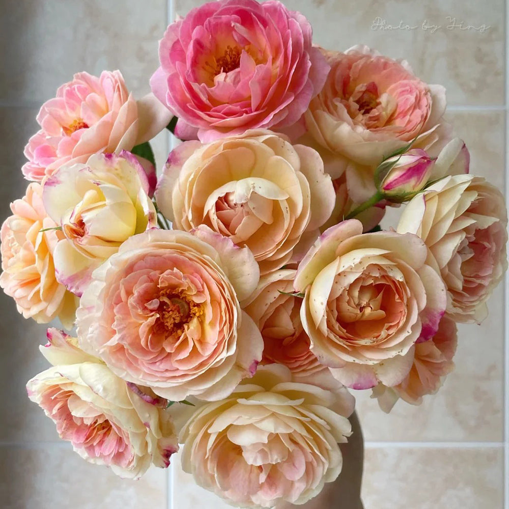 Rosomane Janon French Florist Shrub Rose