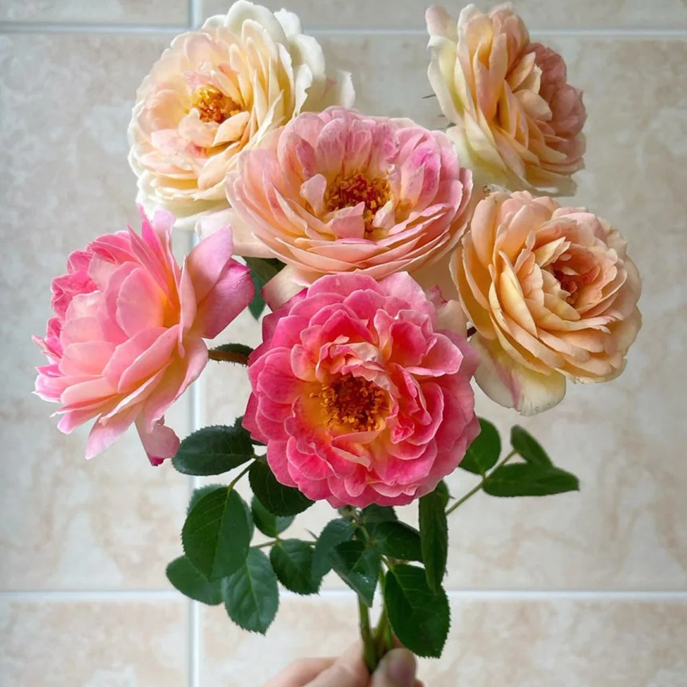 Rosomane Janon French Florist Shrub Rose