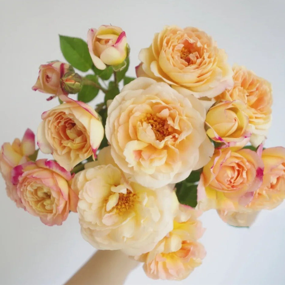 New Arrivals Rose Plants Collection | Fresh & Vibrant Roses for ...