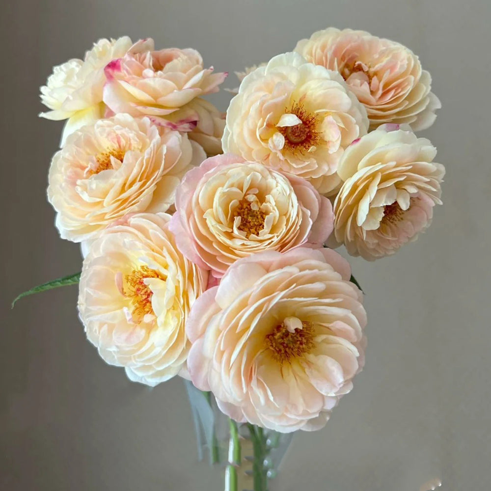 Rosomane Janon French Florist Shrub Rose