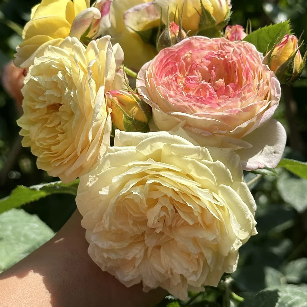 Rosomane Janon French Florist Shrub Rose