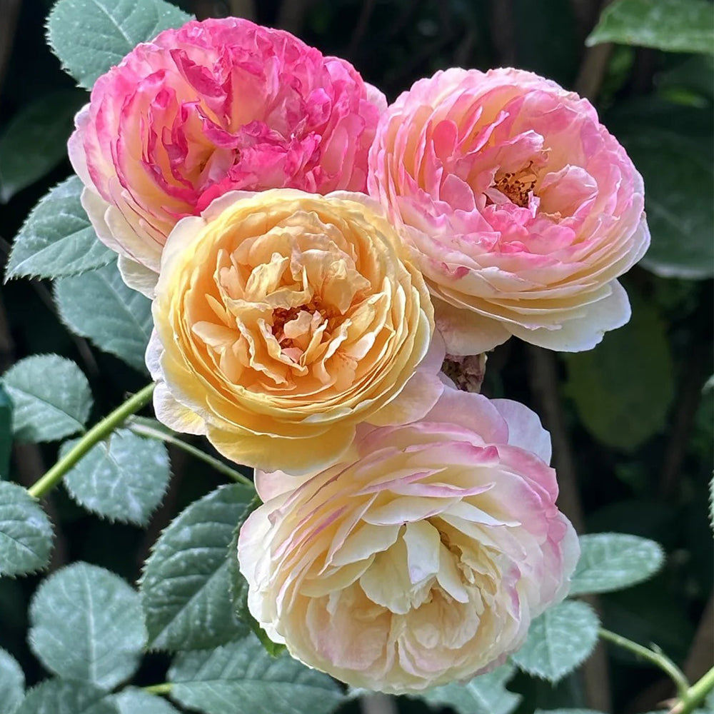 Rosomane Janon French Florist Shrub Rose