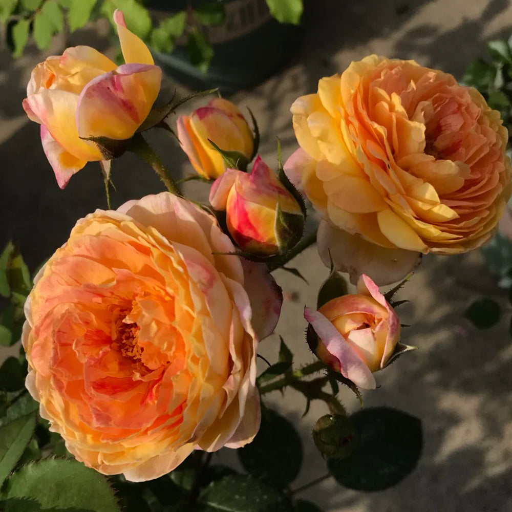 Rosomane Janon French Florist Shrub Rose