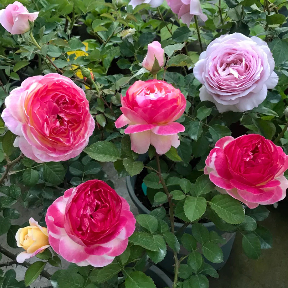 Rosomane Janon French Florist Shrub Rose