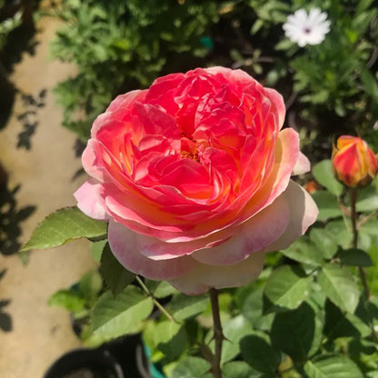 Rosomane Janon French Florist Shrub Rose