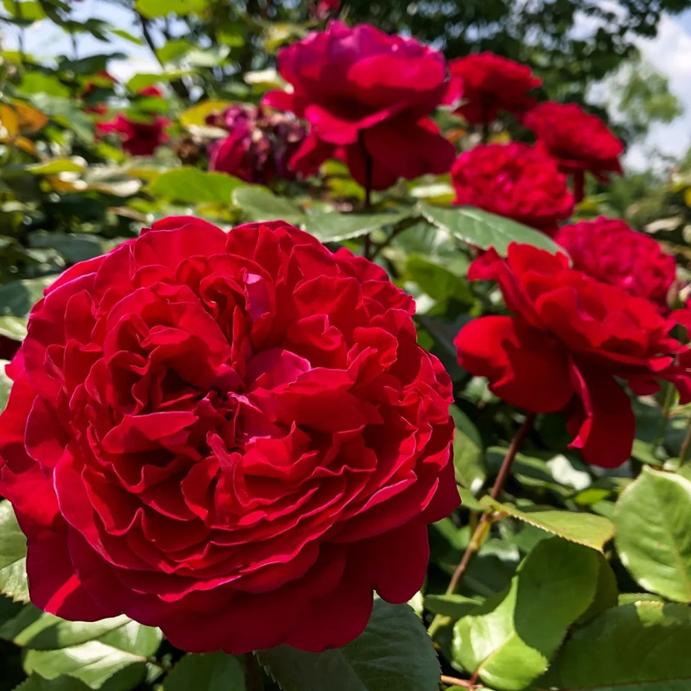 Rouge Royale French Florist Shrub Rose