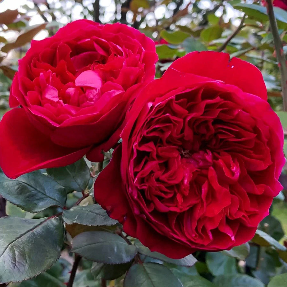 Rouge Royale French Florist Shrub Rose